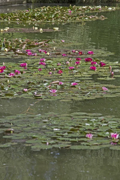 Blommande vid sjön vatten dammen — Stockfoto