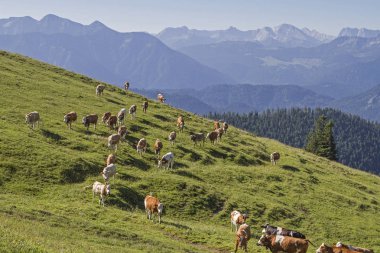 Yaz dağ mera üzerinde