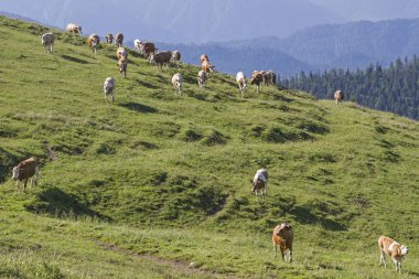 summeron dağın mera