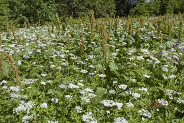 Kuzukulağı ve Frenk maydanozu ile çayır