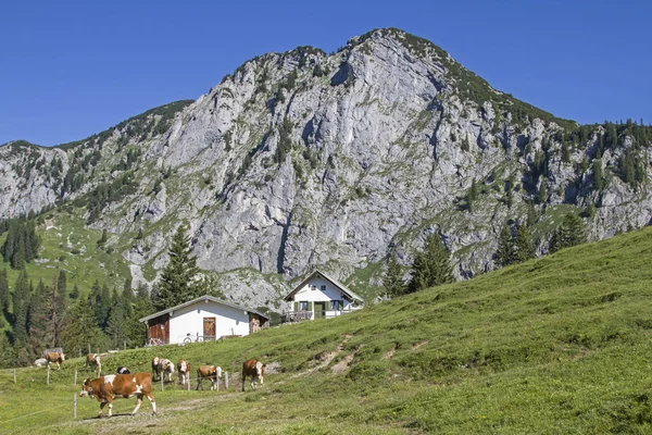 Été le pâturage de montagne — Photo