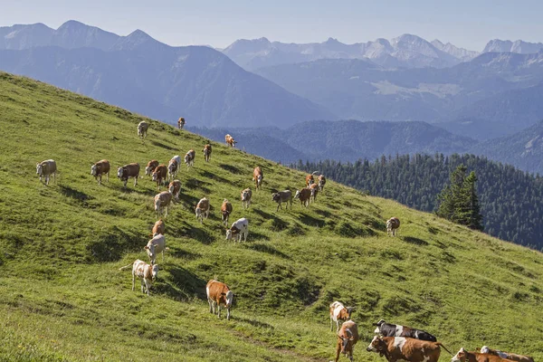 Yaz dağ mera üzerinde