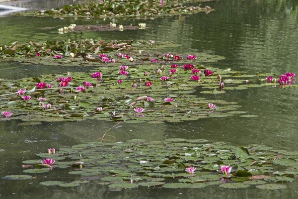 在湖水池塘开花 — 图库照片