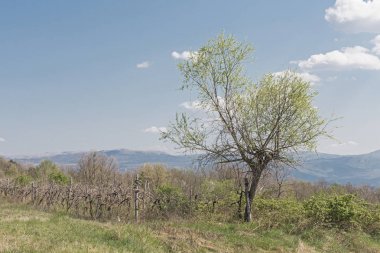 Central Istria 'daki manzara