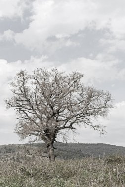Istria yapraklı ağaç