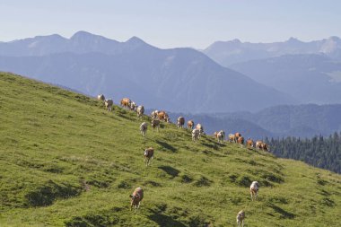 Yaz dağ mera üzerinde
