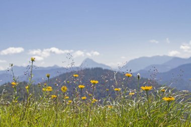 Dağ çayır öncesi Bavyera Alpleri'nde