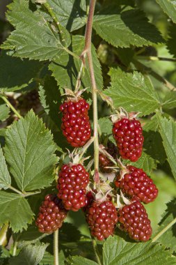 Ayrıntılı bir blackberry Bush