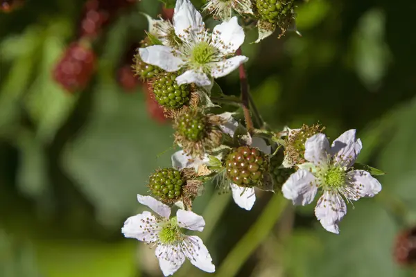 Detail of a blackberry bush — Stock Photo, Image