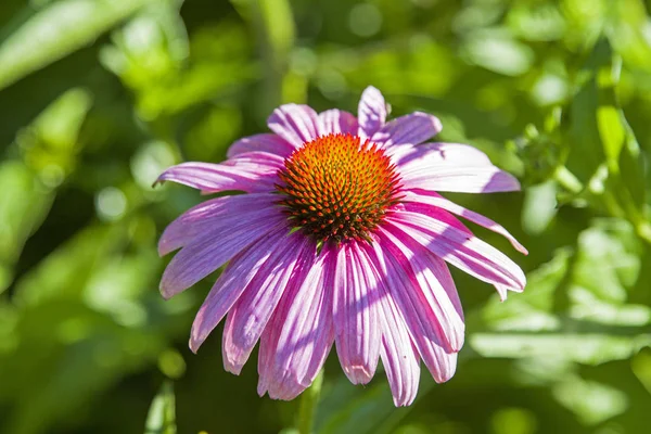 Echinacea purpurea - eski tıbbi bitki