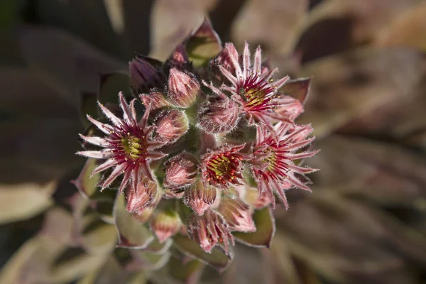 Blütezeit von sempervivum tectorum — Stockfoto