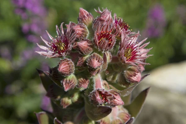 Blütezeit von sempervivum tectorum — Stockfoto