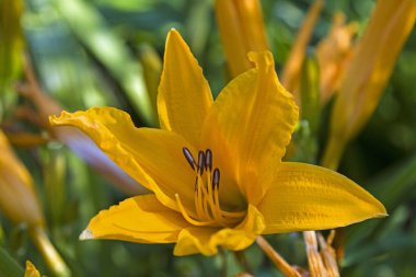 sarı coğrafyada lilioasphodelus