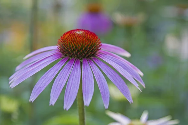 Echinacea purpurea - eine uralte Heilpflanze — Stockfoto