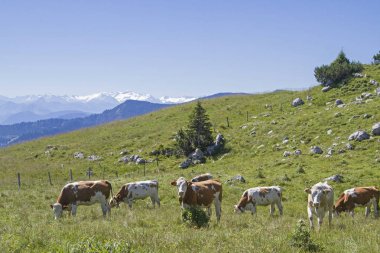 İnek Sürüsü Alp panorama önünde