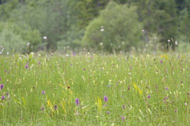 Ettal Weidmoos çayır