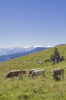 İnek Sürüsü Alp panorama önünde
