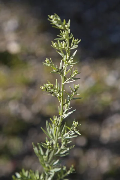 Artemisia absinthium -  traditional medicinal plant — Stock Photo, Image