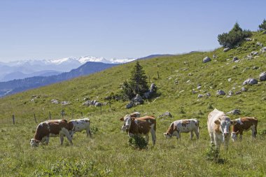 İnek Sürüsü Alp panorama önünde