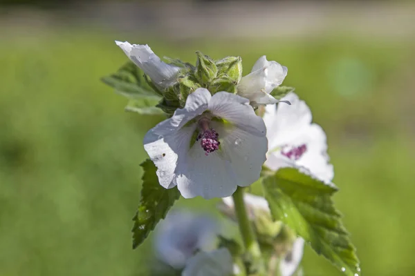 Květy a poupata Sidalcea oregana — Stock fotografie