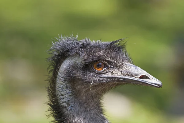 Hoofd van de grote Emu — Stockfoto