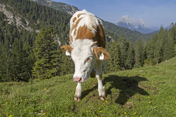 Zomer in de bergen — Stockfoto