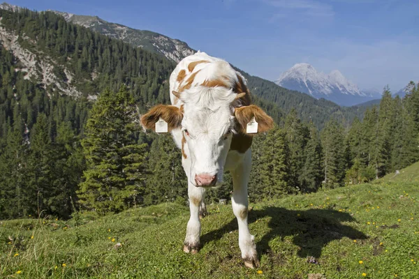 Summer in the mountains — Stock Photo, Image