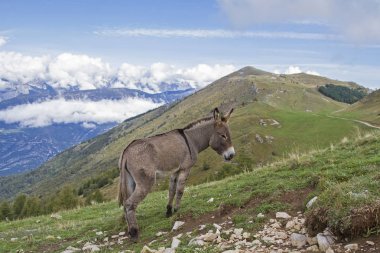 Eşek Trentino bir dağ çayır üzerinde