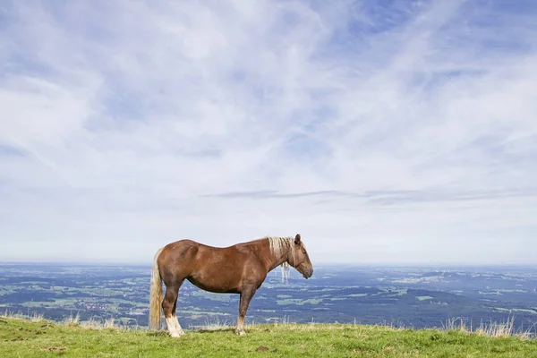 Horse summer on mountain — Stock Photo, Image