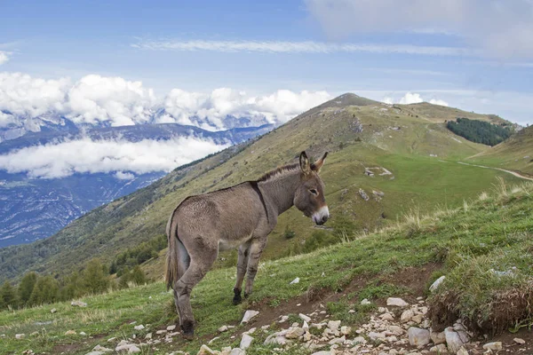 Eşek Trentino bir dağ çayır üzerinde — Stok fotoğraf