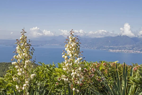 Yucca gloriosa e lago Garda — Fotografia de Stock