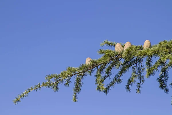 Ast eines Zedernbaumes — Stock Photo, Image