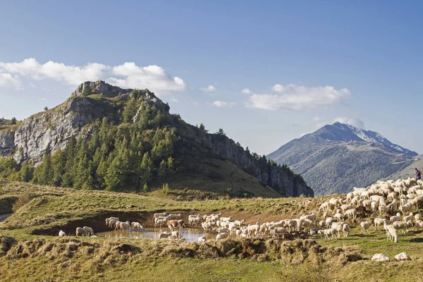 Stádo ovcí v oblasti Monte Baldo — Stock fotografie