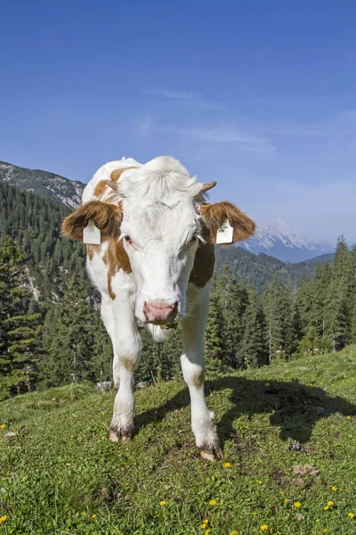 Zomer in de bergen — Stockfoto