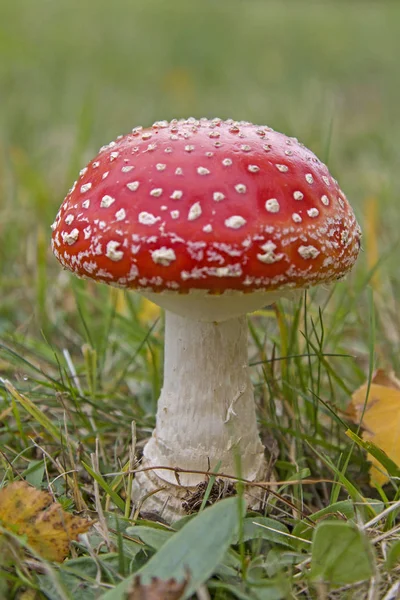 Toadstools in the grass — Stock Photo, Image
