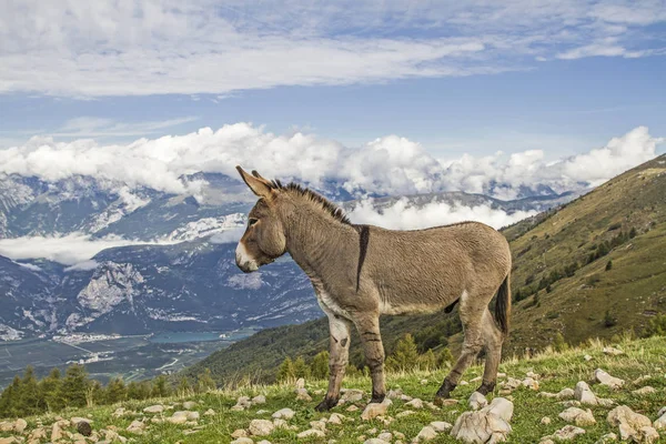 Eşek Trentino bir dağ çayır üzerinde