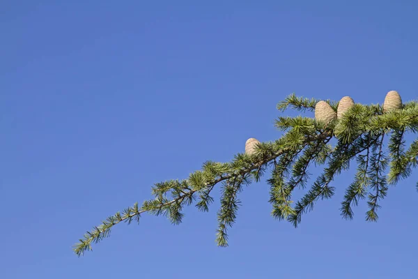 Ast eines Zedernbaumes — Stock Photo, Image