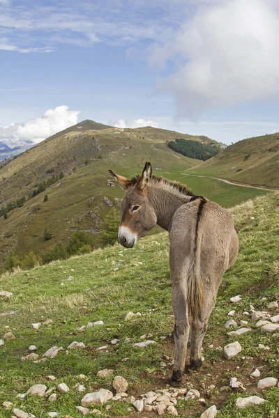 Esel auf einer Bergwiese im Trentino — Stockfoto