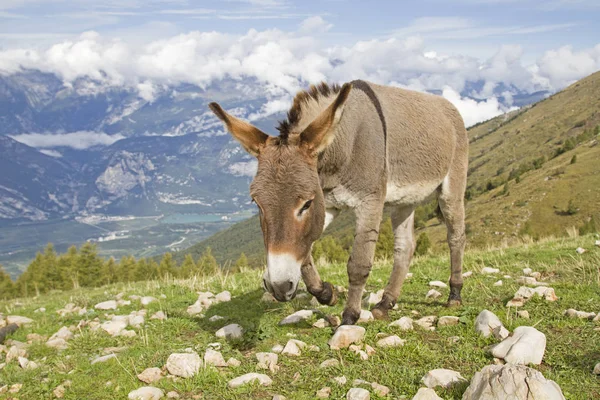 Eşek Trentino bir dağ çayır üzerinde — Stok fotoğraf