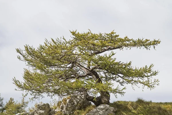 Modřín na horách Bondone — Stock fotografie