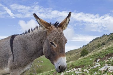 Eşek Trentino bir dağ çayır üzerinde