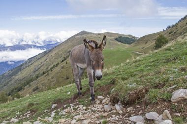 Eşek Trentino bir dağ çayır üzerinde