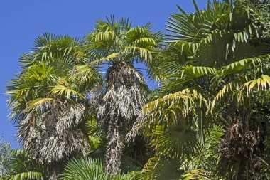 Palmiye ağaçları - Güney rüyadan