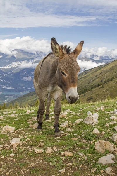 Ezel op een weide van de berg in Trentino — Stockfoto