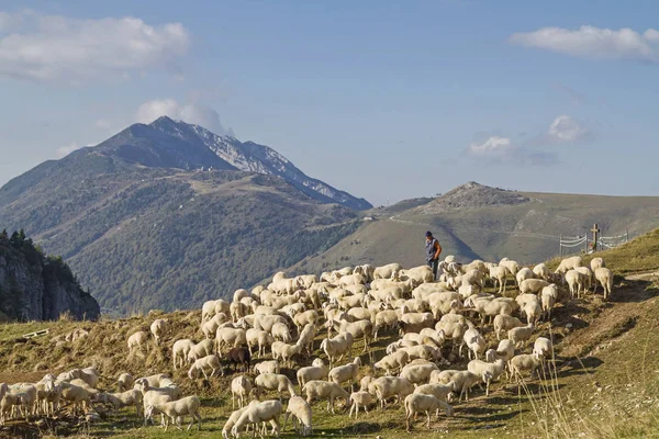 Monte Baldo alanında koyun sürüsü — Stok fotoğraf