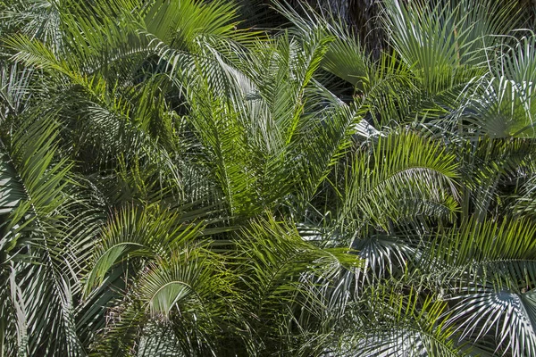 Background palm leaves — Stock Photo, Image