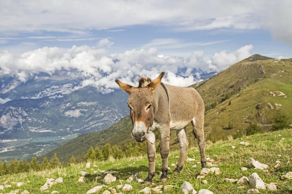 Ezel op een weide van de berg in Trentino — Stockfoto