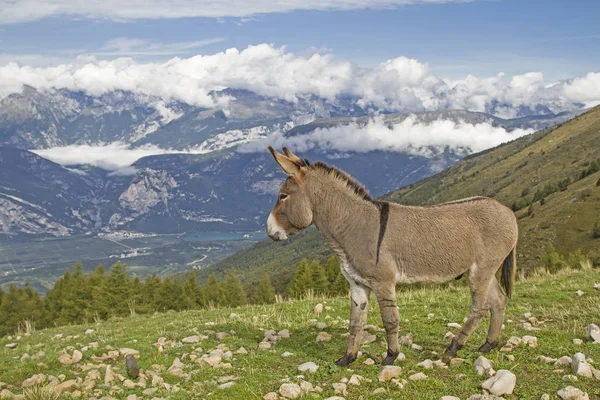 Szamár-ra egy hegyi rétek, Trentino — Stock Fotó