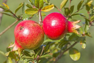 Ağaçta olgun nar var.