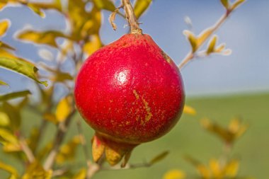Ağaçta olgun nar var.